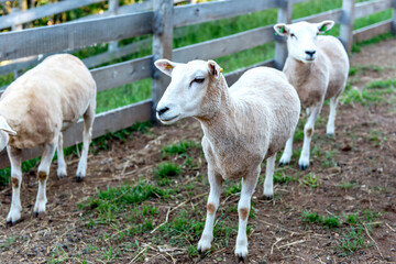 Beautiful short wool shaved sheep