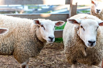 Flock of sheep on farm, beautiful woolen sheep.