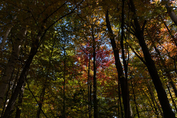 Obraz premium Beginning Blush