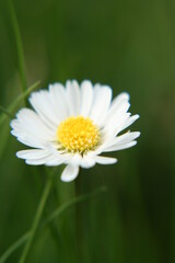 Obraz premium Beautiful Daisy flower blooming in the park during sunlight of summer day 