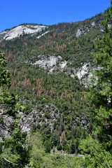 USA - july 12 2016 : Yosemite National Park