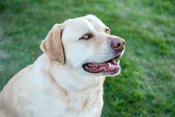 Labrador retriever dog sitting on green grass.