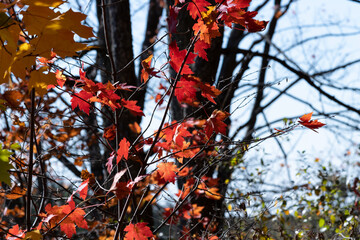Fall Leaves in the Wind