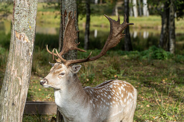 deer in the forest
