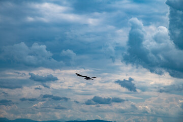 Friedrichshafen - Wolkenhimmel überm Bodensee. Eine Möwe fliegt