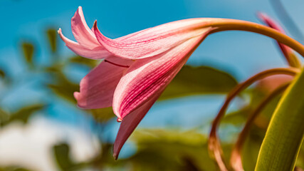 Pink hook lily, crinum bulpispermum, on a sunny summer day in our garden