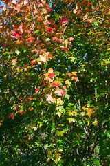 Fototapeta na wymiar drzewo kolory liście jesień natura