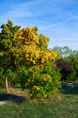 drzewo kolory liście jesień natura