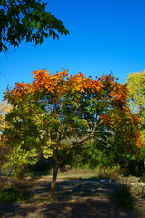 drzewo kolory liście jesień natura