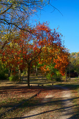 drzewo kolory liście jesień natura - obrazy, fototapety, plakaty