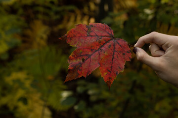Red Maple Leaf