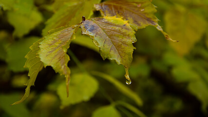 Foglia autunnale con goccia