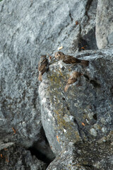 Die Spatzen erfreuen sich nach einem Bad auf den von der Sonne erwärmten Steinen. Friedrichshafen - Bodensee