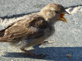 The sparrow, here a female domestic sparrow, which used to be widespread, is now one of the endangered species in large parts of the world