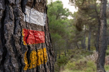 Close-up with selective focus of the trunk of a tree marked with lines of paint to guide hikers and...