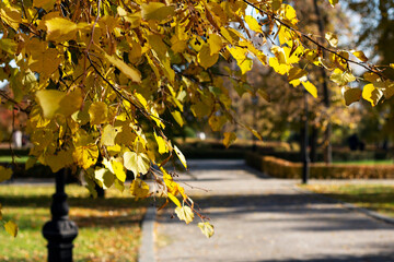 Autumn in the park. Yellow autumn foliage.