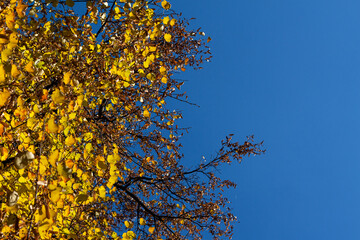 Yellow autumn tree against the blue sky