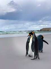 penguin on the beach