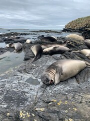 Yawning Seal