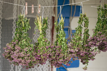 Bunches of oregano herbs. A healing plant with purple flowers.
