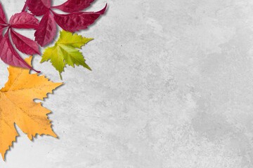 Cosmetic background with autumn leaves. Trendy abstract nature template