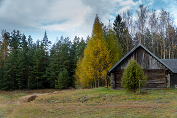 wooden house in the wood