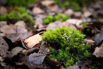 Green pillow © Justyna
