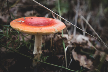 Red Hat  © Justyna