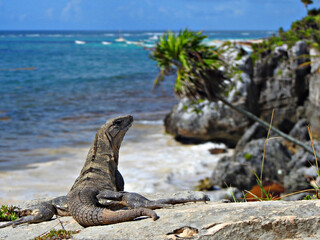 iguana on the beach
