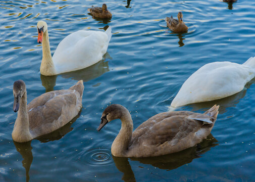 See mit Schwanenfamilie.
Schlesischer Park, Kattowitz 2021