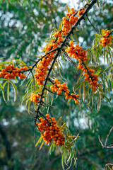 Many ripe orange sea buckthorn berries on the branches. Harvest of sea buckthorn berries on a sunny autumn day.