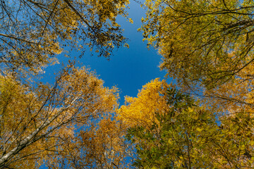 Beautiful autumn trees covered with magical golden foliage - 09