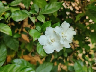 Fototapeta premium white twin flowers