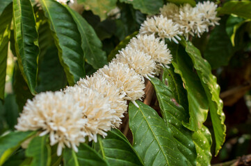 Coffee flowers on the plant
