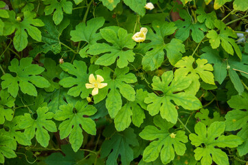 Bittergourd vine
