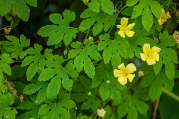 Bittergourd vine
