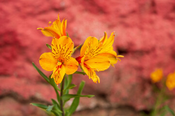 Beautiful deep yellow five petalled Alstroemeria flowers in ooty
