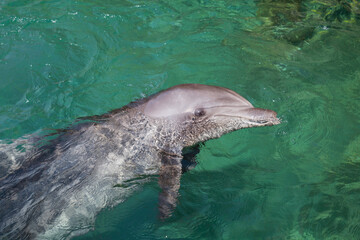 Obraz premium dolhin swimmin gin the red sea near eilat