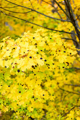 colorful deciduous tree in autumn with yellow and orange colors