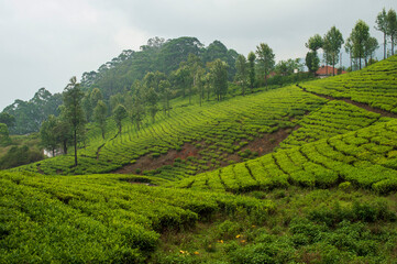 Fototapeta na wymiar Scenic beauty of tea cultivation in Kerala 