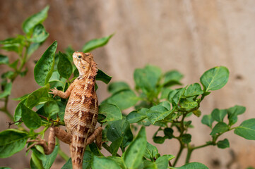 Indian chameleon in focus
