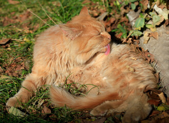 Portrait of cute wild fluffy cat