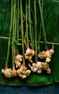Ginger root with stem and leaves 