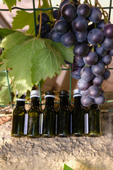 A cluster of purple grapes on a blurred background of a tasting kit with red and white wine. Wine...