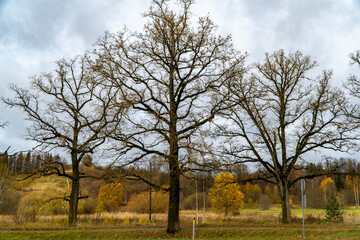 Fototapeta premium tree in the field