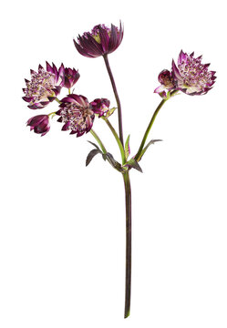Purple astrantia flowers isolated on white