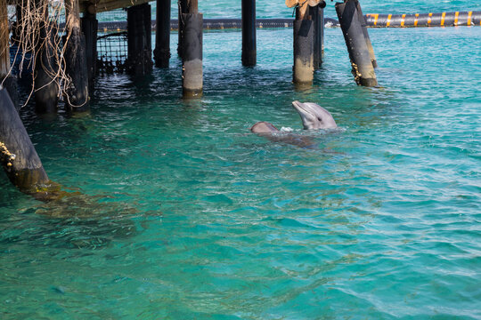 dolhin swimmin gin the red sea near eilat