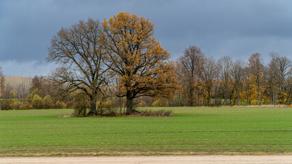 Obraz premium autumn landscape with trees