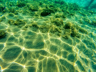 Various fishes swimming and feeding at Red Sea coral reefs during summer morning.