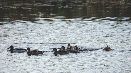 herd of wild ducks in slightly wavy water